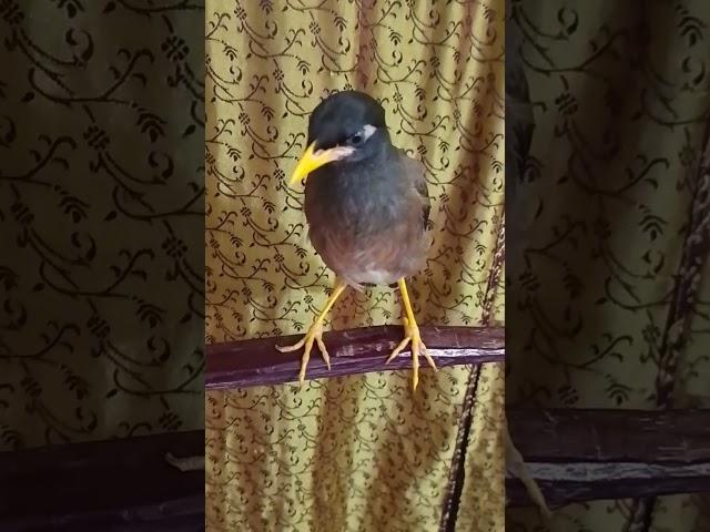 রাসেল ভাইপার সাপ কিভাবে বি"ষ ছড়াই। mytambirds #talkingbirds  #কি সুন্দর কথা বলে আমার প্রিয়_পাখি#.