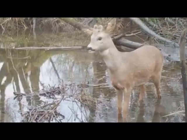 Reebok wadend naar de overkant door hoogwater in de Biesbosch.. #Wildlife in #Dordrecht.