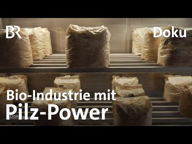 Pilze in der Bio-Industrie: Verpackungen, Baustoffe und Nahrungsmittel | Doku | BR Story