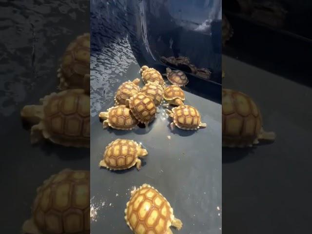 Baby tortoise routine ️