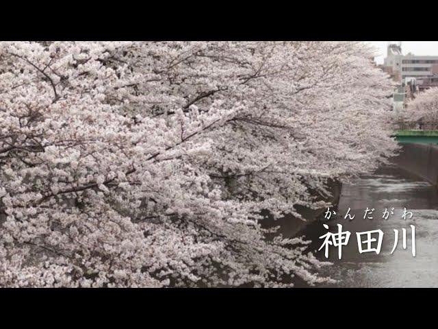 神田川 　かぐや姫
