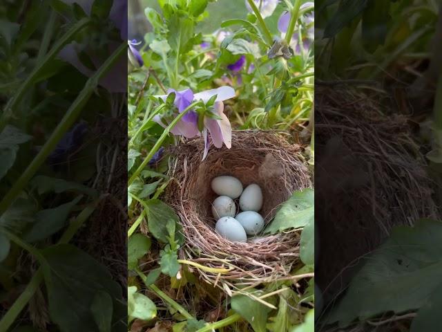 House Finch Eggs   #animals #bird #wildlife