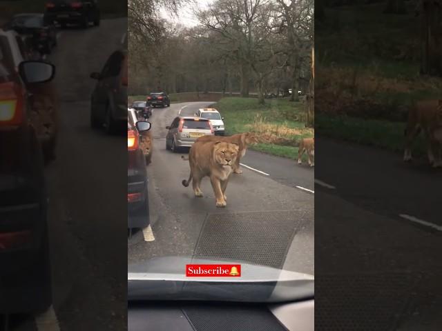 Majestic walks on the road.The fear is real.#shortvideo #shorts#travel