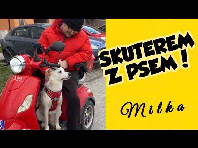 O PSIE, KTÓRY JEŹDZI SKUTEREM   #pies #pupil #podroznik #milka #skuterem #psy