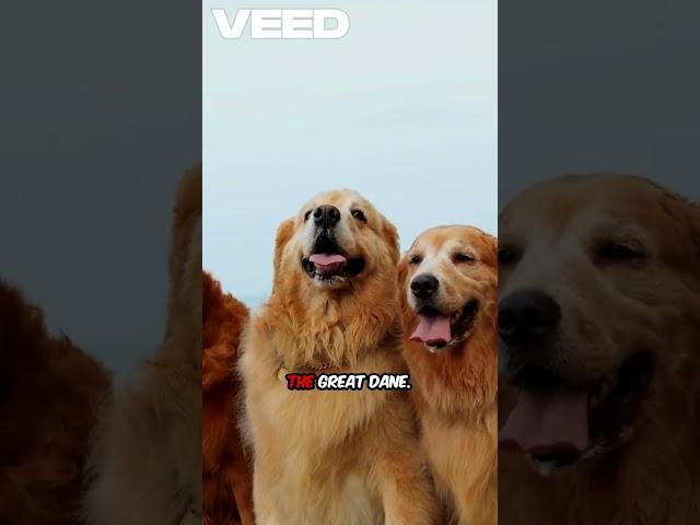 Discover the Largest Dog Breeds You Can Adopt!