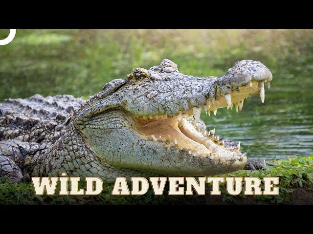 Wildlife in the Heart of the Amazon | Wild Ones Episode 18 | Animal Documentary