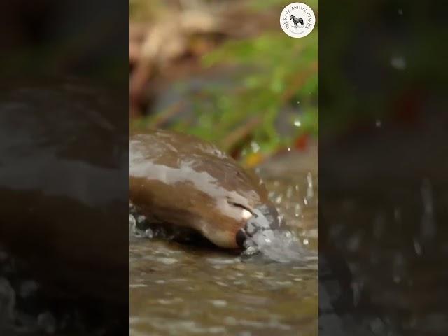  Discovering the Enigmatic Platypus: Nature's Egg Laying Wonder! 