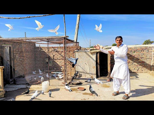 Kabootar Ka Setup ️ | Dhilyare Pigeons