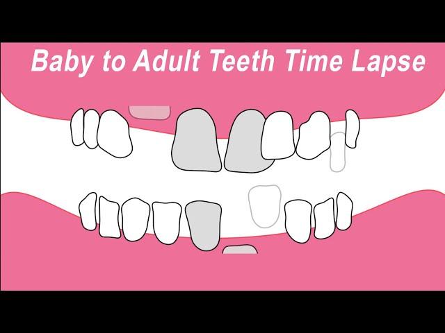 Baby Teeth to Adult Teeth Time Lapse Animation