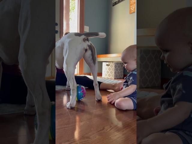 Baby Puts His Finger in Dog's Butt Hole - 1208114