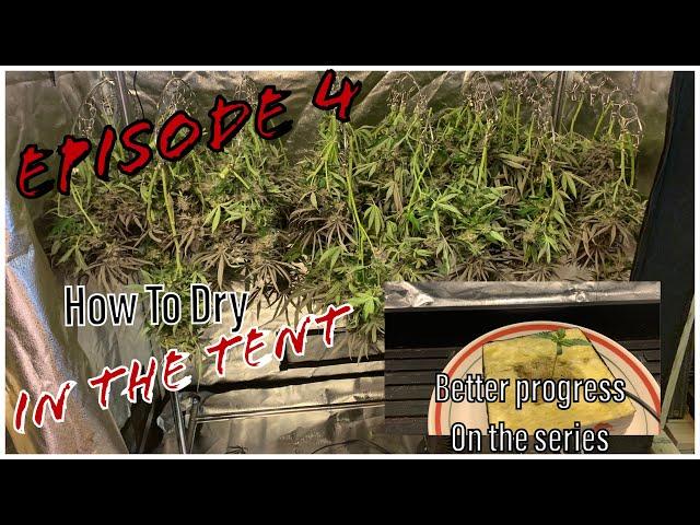 Spider Farmer | How to use the SF 2x4 as a drying tent, plus correcting the seedling - Ep. 4