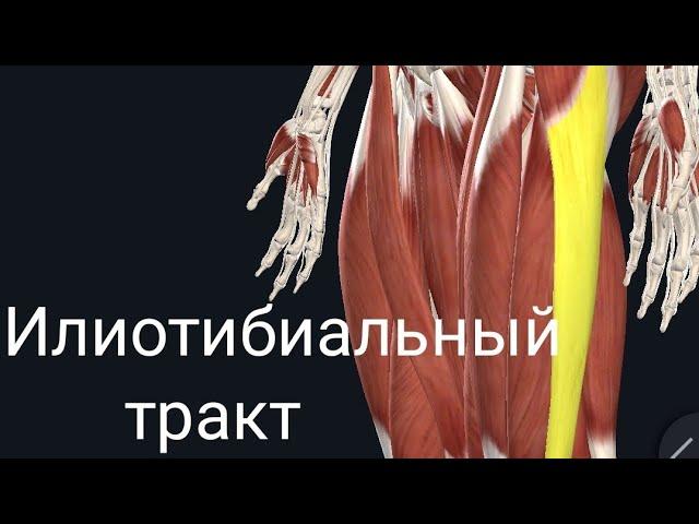 Илиотибиальный или подвздошно-большеберцовый тракт. Iliotibial Tract. Анатомия. Колено бегуна.