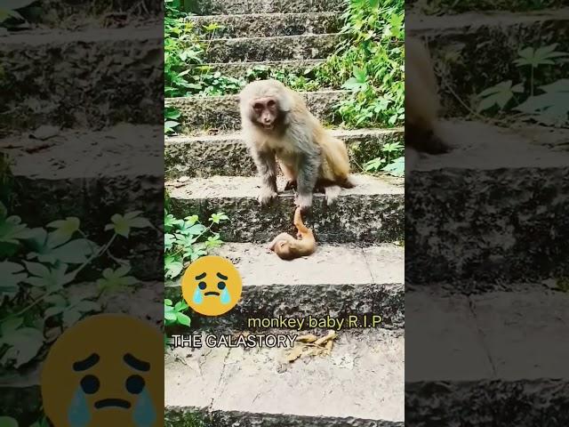 rip monkey baby ️ #mu #song sic #love#monkey #emotional 