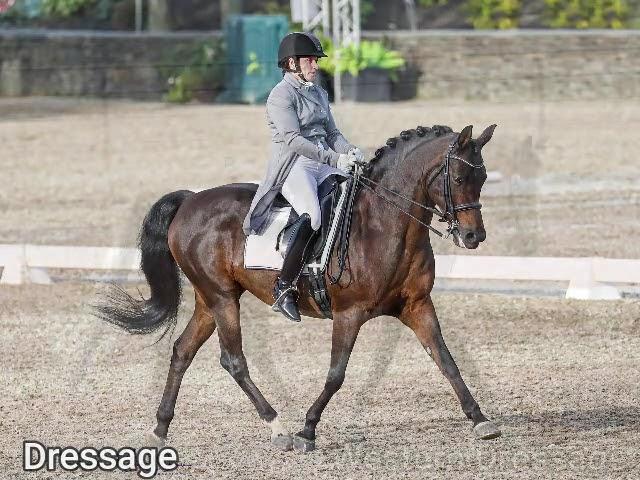 Learn All about the Morgan Horse