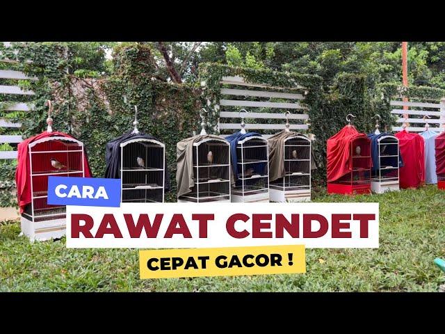 Perawatan harian cendet supaya cepat gacor