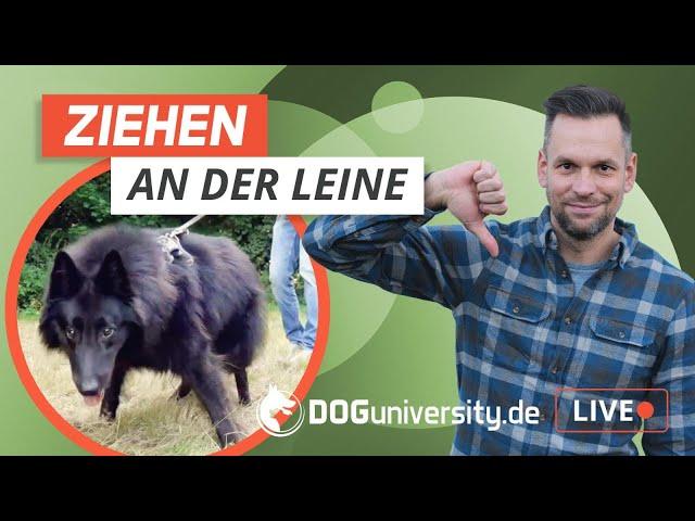 Hundeerziehung: Kein Ziehen an der Leine mehr [Live Beispiel]