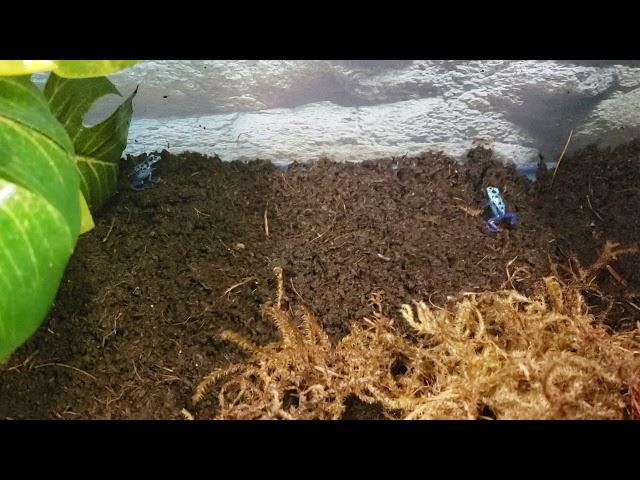 Blue Azureus Arrow Frogs eating fruit flies