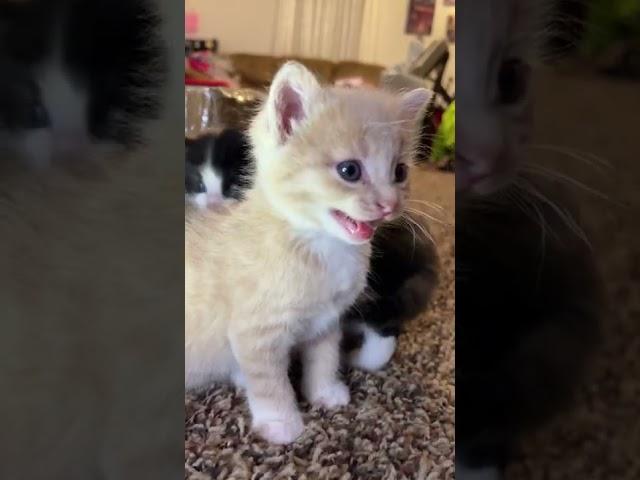 Kitten meows. (Play this to make your cat go crazy)