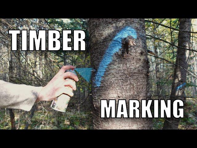 Marking Timber for Harvest