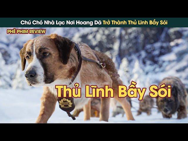 Chú Chó Nhà Vượt Ngàn Chông Gai Nơi Hoang Dã Trở Thành Thủ Lĩnh Bầy Sói || Phê Phim Review