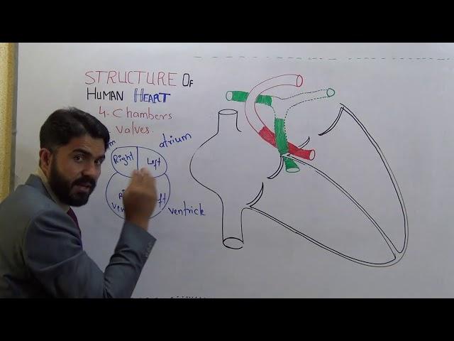 Human Heart structure and Function full explanation with diagram