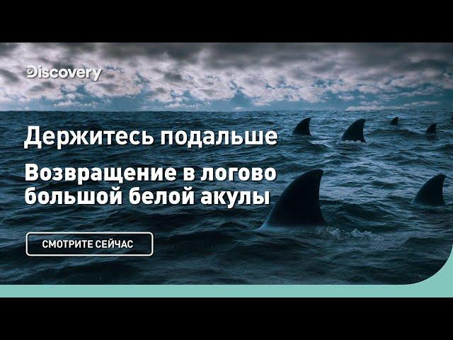 Держитесь подальше | Возвращение в логово большой белой акулы | Discovery