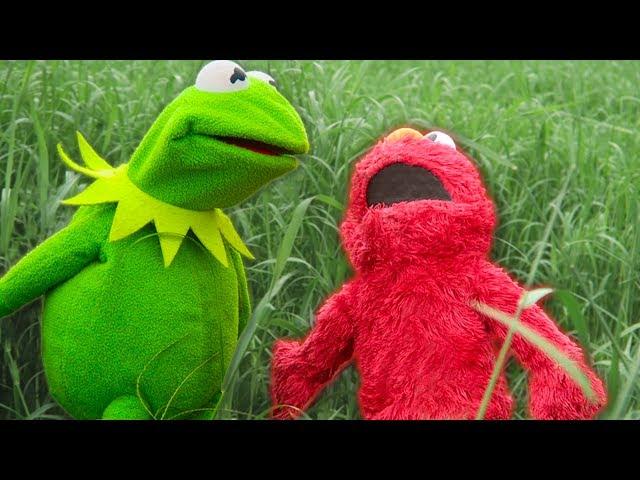 Kermit the Frog and Elmo's Backyard Challenge!