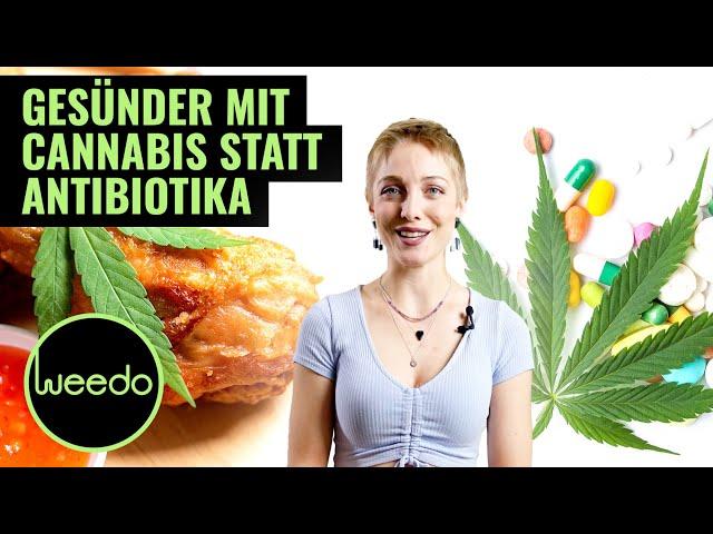 Der Hype um Ganja Chicken & das enorme Potenzial von Cannabis im Kampf gegen Antibiotika – Weedo TV