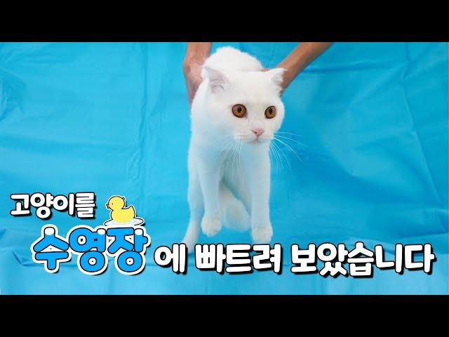 When Cats See Swimming Poop For First Time In His Life (ENG SUB)