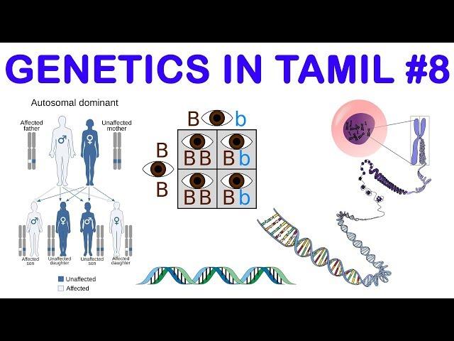 Genetics in Tamil 8: Complementary Genes & Supplementary Genes - Rajus Biology