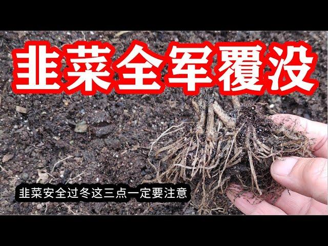 前所未有！今年韭菜居然全被冻死了！如何防止韭菜根被冻死，这几点一定要牢记【种菜养花 - 韭菜种植】