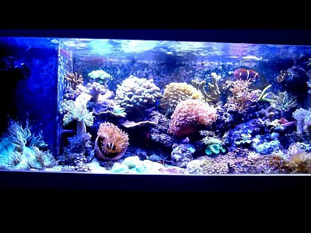 Mein 160 Liter Miniriff Saltwater Reef LED Meerwasser