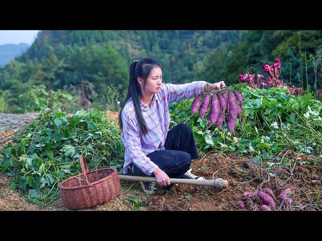 Growing Purple Sweet Potato! It is Bigger than I Expected!