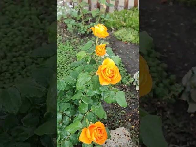 17 мая град на Кубани #град #погода #кубань #непогода #shorts