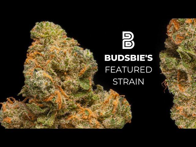 Budsbie's Featured Strain: Baldor from Fluent