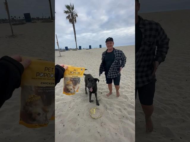 This dog earned Pet Popcorn #petpopcorn #dog #treat #freezedried #familyowned