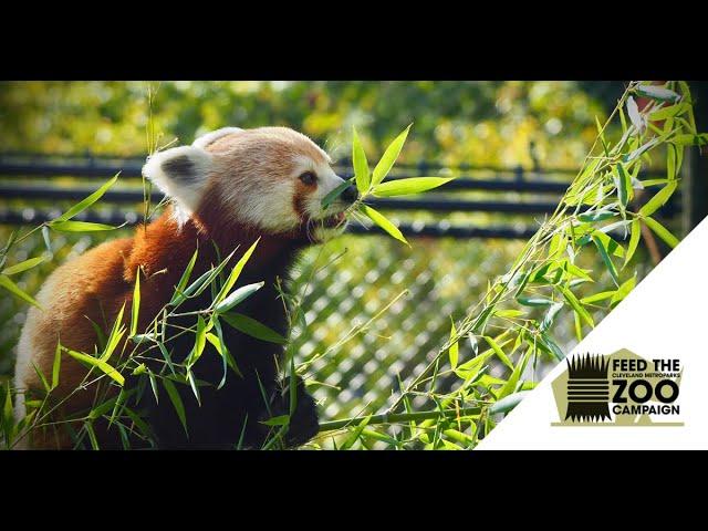 Feed the Zoo Campaign - Red panda and Takin
