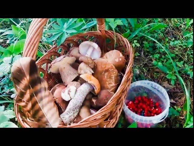 По грибы 21 июня 2024г/ Грибы есть