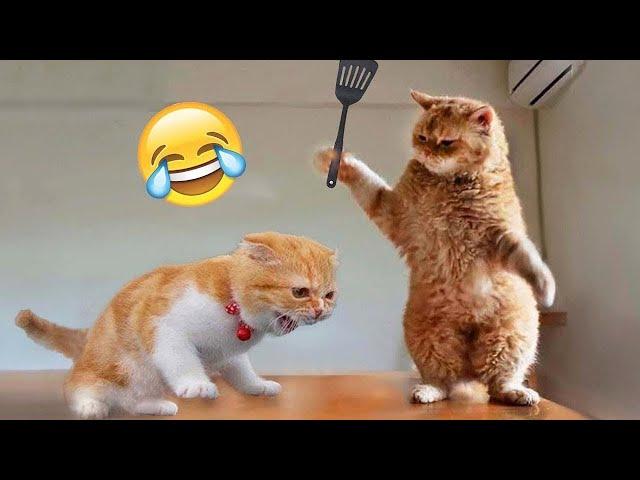 Try Not To Laugh  Funniest Cats and Dogs 2023  Part  9