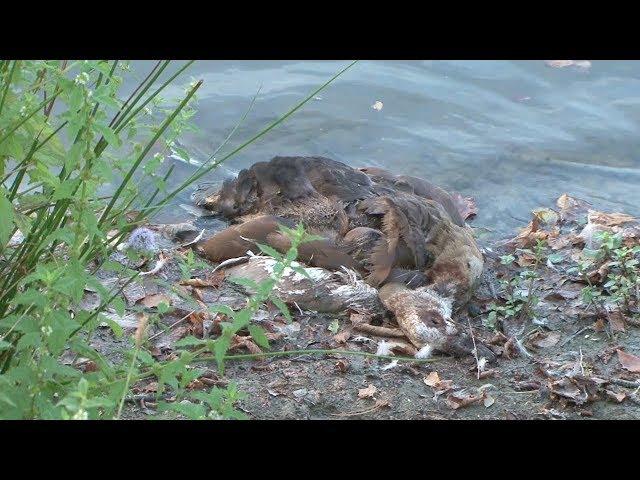 Wasservögel und Fische in Bissendorf verendet