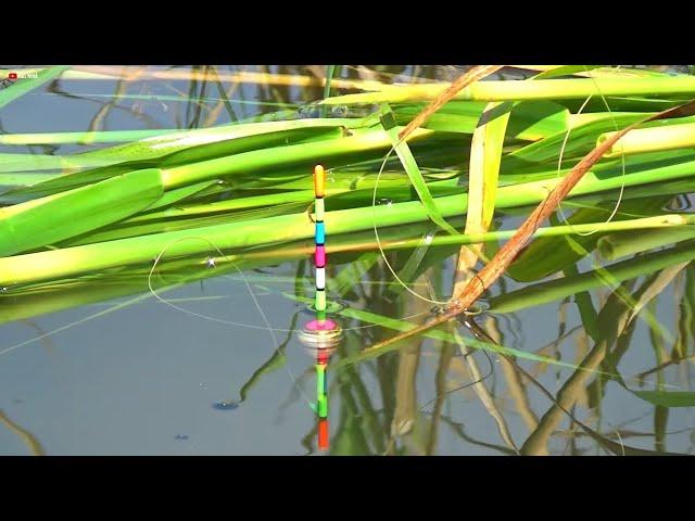 lihatlah!! surga tersembunyi mancing nila babon strike beruntun tanpa henti