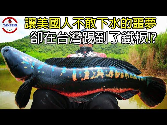 [生物放大鏡] 吞食人類與寵物的"弗蘭肯魚" | 美國人不敢下水的"噩夢" | 在台灣卻即將被消滅 !?