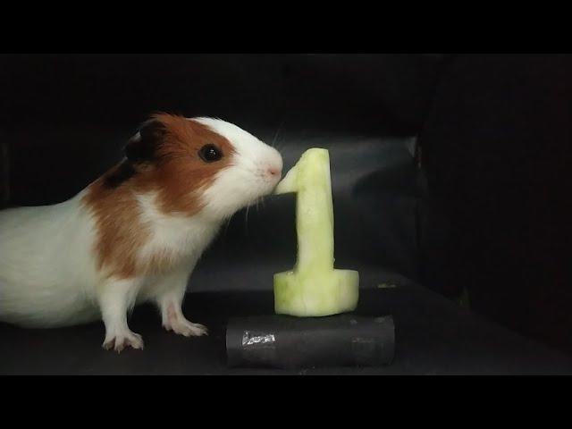 Guinea pig eating cocumber ASMR -1 #11