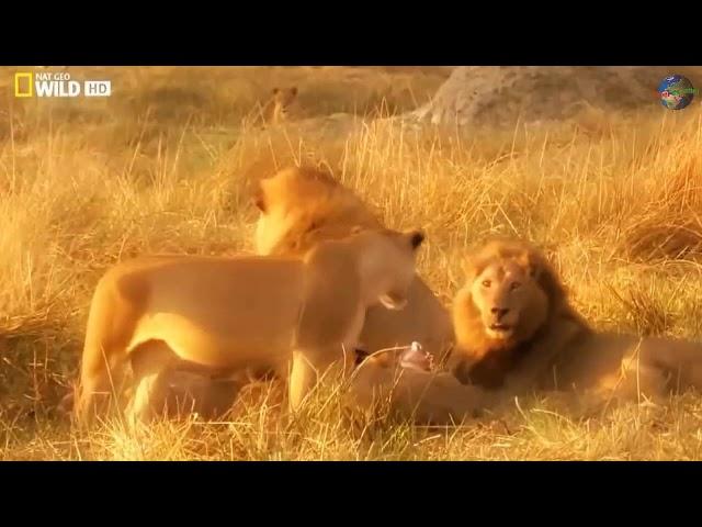 National Geographic Lion Documentary 2020 African Lions 2020Lions Brotherhood