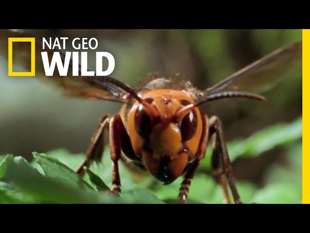 The World's Biggest Wasp | Bite, Sting, Kill