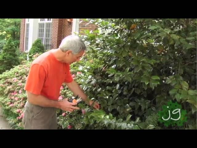 Joe Gardener: Simple Pruning for a Beautiful Garden