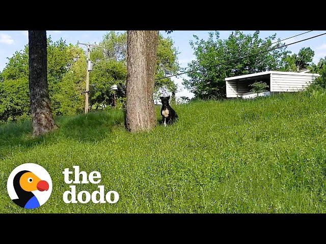 Woman Saves Pittie From The Side Of The Road | The Dodo