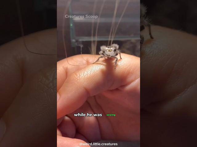 Tiny Spider's Hairy Misadventure: Mistaking a Prank for Home
