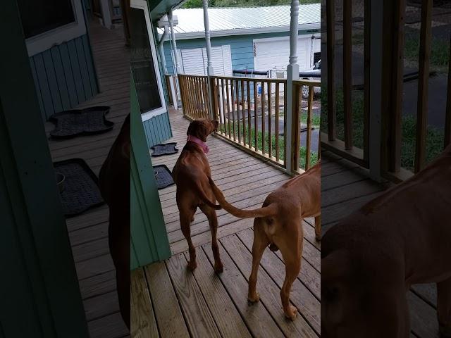 RHODESIAN RIDGEBACK BREEDING