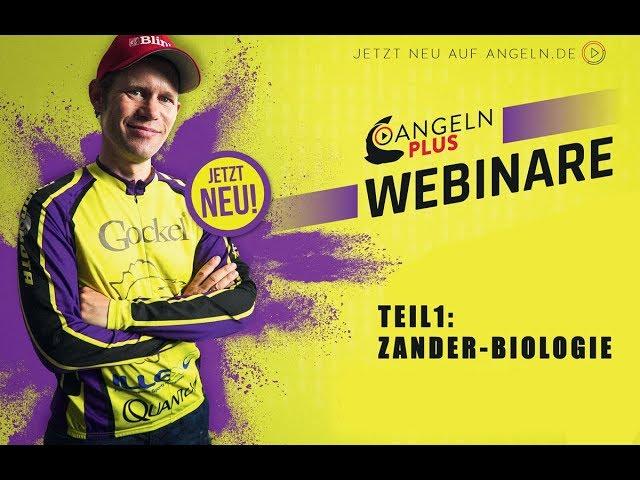 Zander-Biologie | Zanderangeln | ANGELNplus- Webinar mit Stephan Gockel